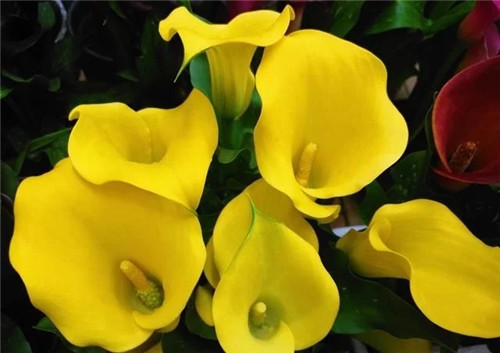 花卉市場里,這幾種花,很受大家喜愛