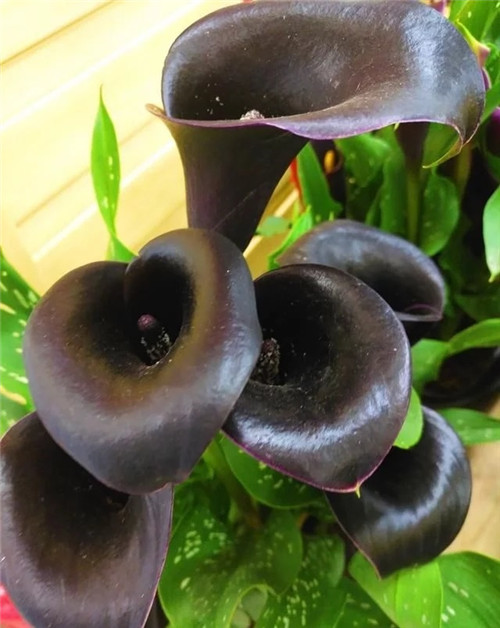 花卉市場里,這幾種花,很受大家喜愛