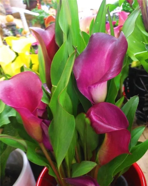 花卉市場里,這幾種花,很受大家喜愛