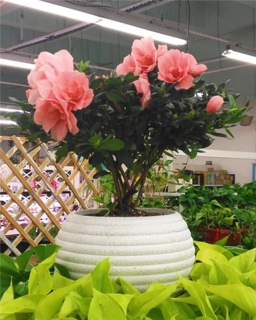 花卉市場里,這幾種花,很受大家喜愛