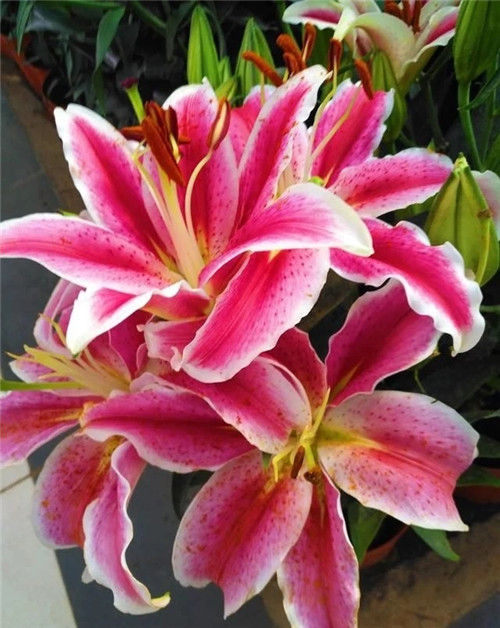 花卉市場里,這幾種花,很受大家喜愛