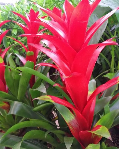 花卉市場里,這幾種花,很受大家喜愛