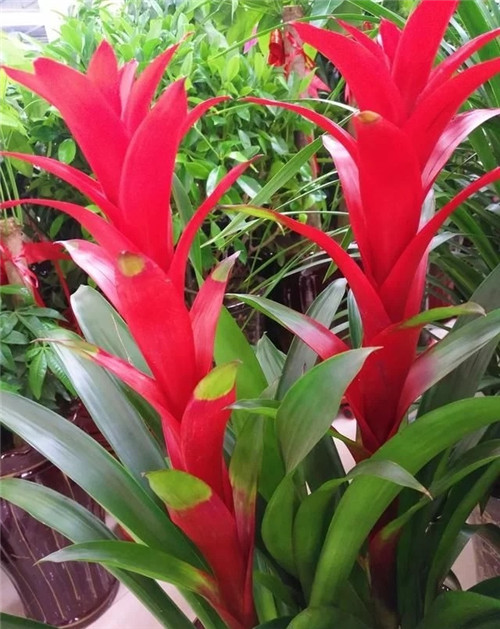 花卉市場里,這幾種花,很受大家喜愛