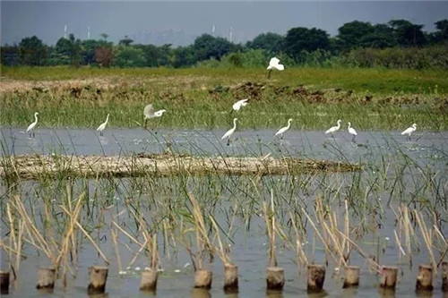 東莞生態(tài)園：海綿城市為術，區(qū)域整合為道