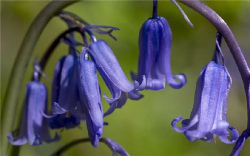 藍色花卉28萬種品種中，只有不到10%