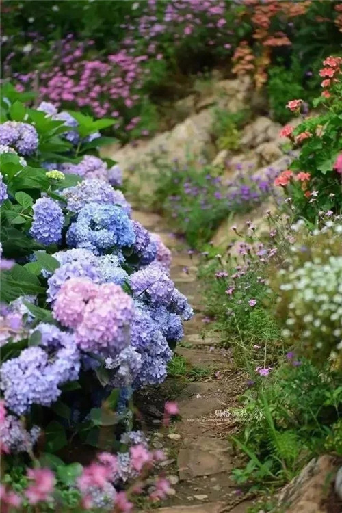 劉俊建了座2畝的鮮花小鎮