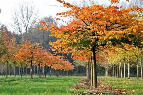 2018年什么樣的苗木不愁賣？