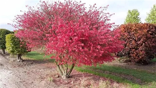 2018年什么樣的苗木不愁賣？