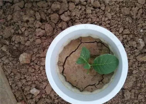不想給花卉換盆,花卉盆土不板結怎么辦