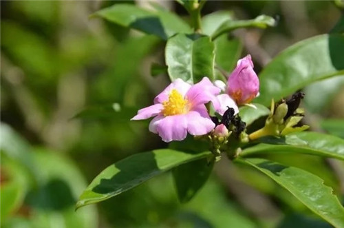 櫻麒麟盆栽和做藝術造型的花籬花架效果佳