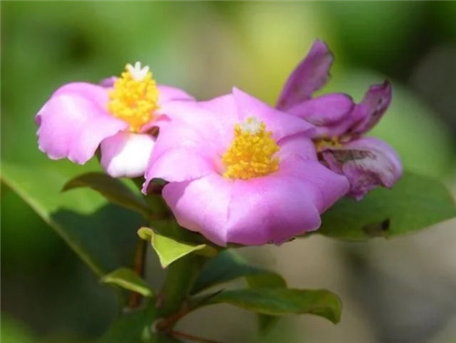 櫻麒麟盆栽和做藝術造型的花籬花架效果佳