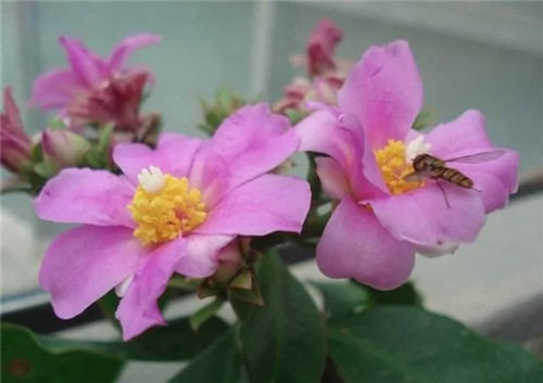 櫻麒麟盆栽和做藝術造型的花籬花架效果佳