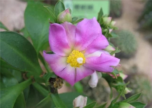 櫻麒麟盆栽和做藝術造型的花籬花架效果佳