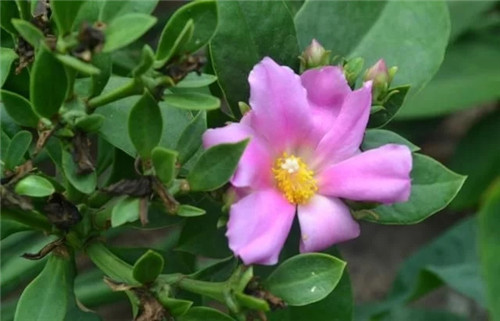 櫻麒麟盆栽和做藝術造型的花籬花架效果佳