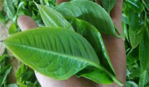 如何鑒別古樹茶？這六點(diǎn)很重要