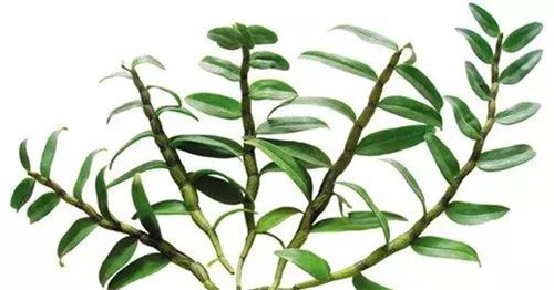 瀕臨滅絕的珍貴仙草——鐵皮石斛