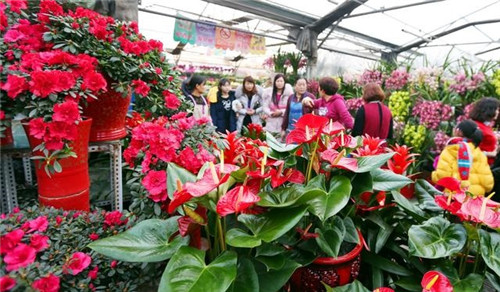 如何挑選年宵花卉？年宵花卉都有哪些