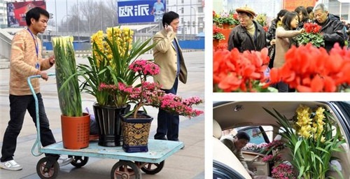 如何挑選年宵花卉？年宵花卉都有哪些