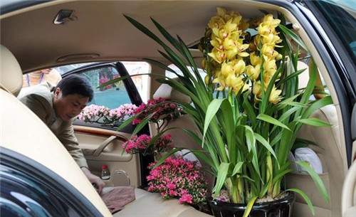 如何挑選年宵花卉？年宵花卉都有哪些