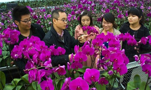 如何挑選年宵花卉？年宵花卉都有哪些