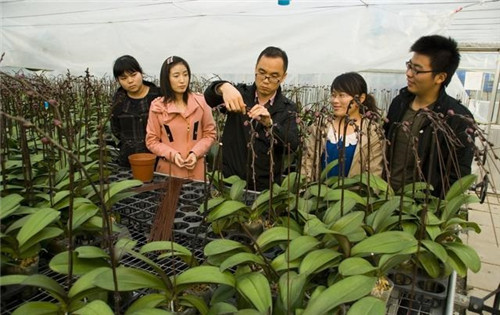 如何挑選年宵花卉？年宵花卉都有哪些