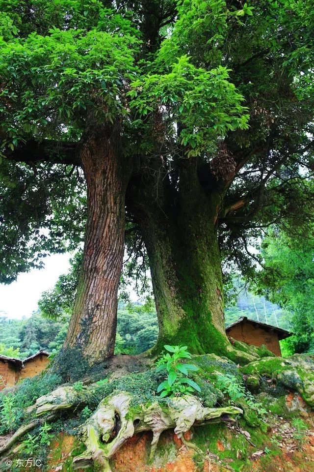 古樹奇緣西來小鎮