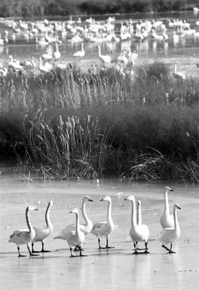 我國(guó)濕地保護(hù)率達(dá)49.03%