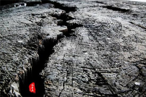 觀音山古樹博物館比黃帝還老的“老人”