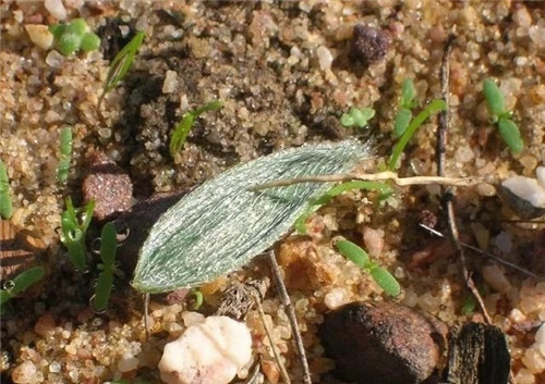球根多肉植物哪種最好看?香果石蒜不能少