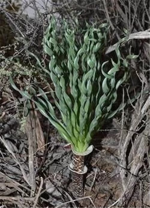 球根多肉植物哪種最好看?香果石蒜不能少