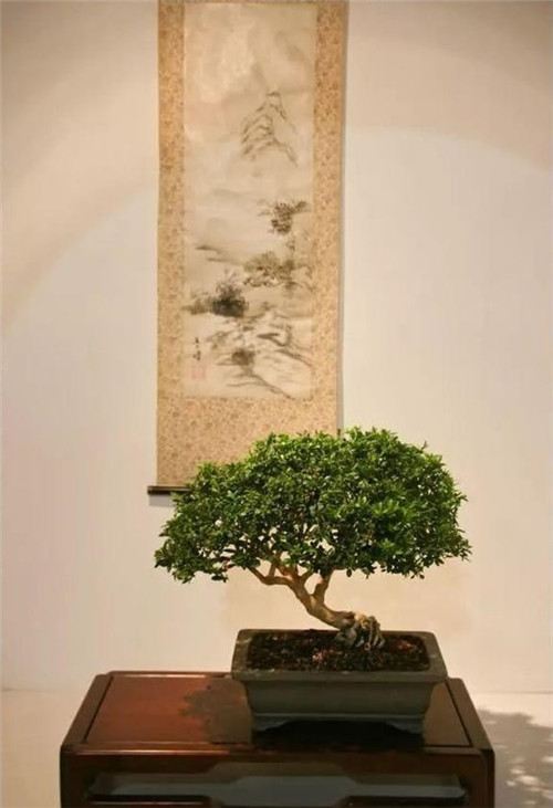 美國費城的盆景與插花藝術展