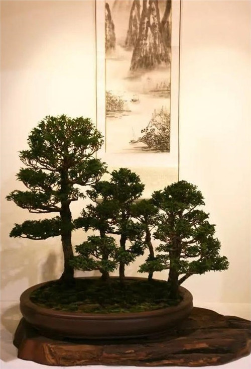 美國費城的盆景與插花藝術展