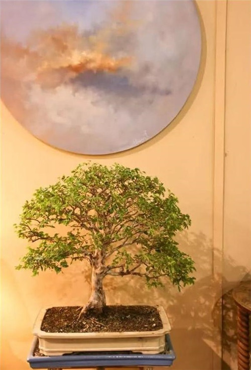 美國費城的盆景與插花藝術展