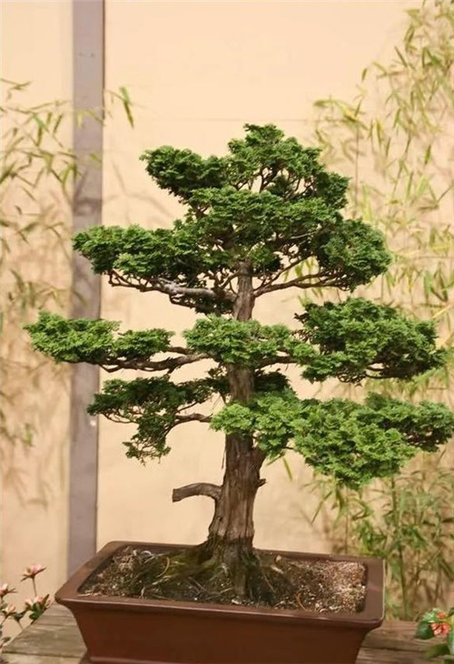 美國費城的盆景與插花藝術展