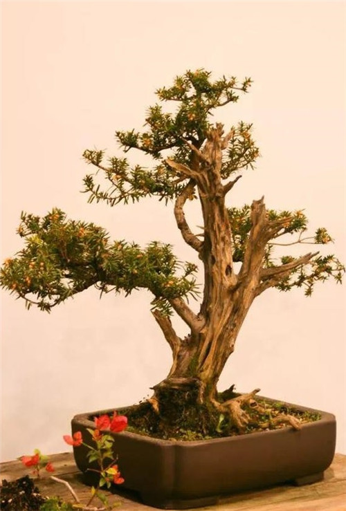 美國費城的盆景與插花藝術展