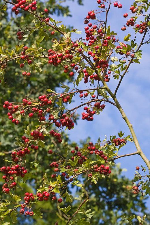 花園中適宜選用的野生植物
