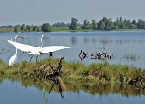 白鷺灣濕地公園如同一幅天然水墨畫卷