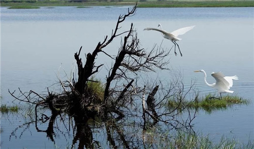 白鷺灣濕地公園如同一幅天然水墨畫卷
