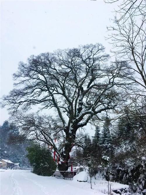 走進千年古樹群風景區