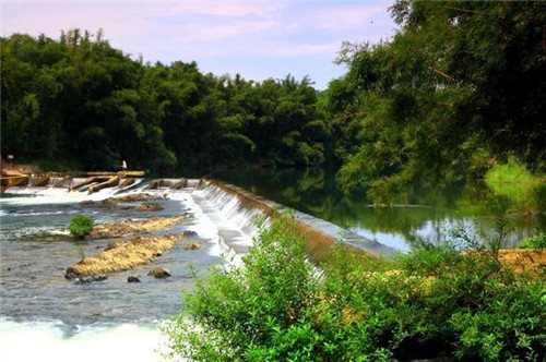 走進千年古樹群風景區