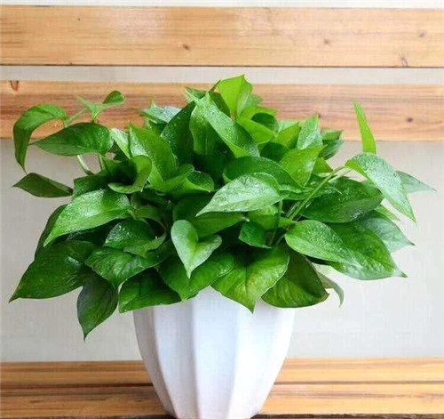 這8種植物是凈化空氣的能手,關(guān)鍵好養(yǎng)活!