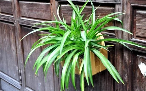 這8種植物是凈化空氣的能手,關(guān)鍵好養(yǎng)活!