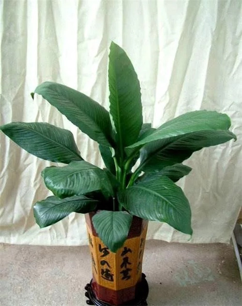 這8種植物是凈化空氣的能手,關(guān)鍵好養(yǎng)活!