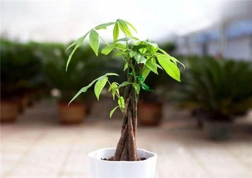 這8種植物是凈化空氣的能手,關(guān)鍵好養(yǎng)活!