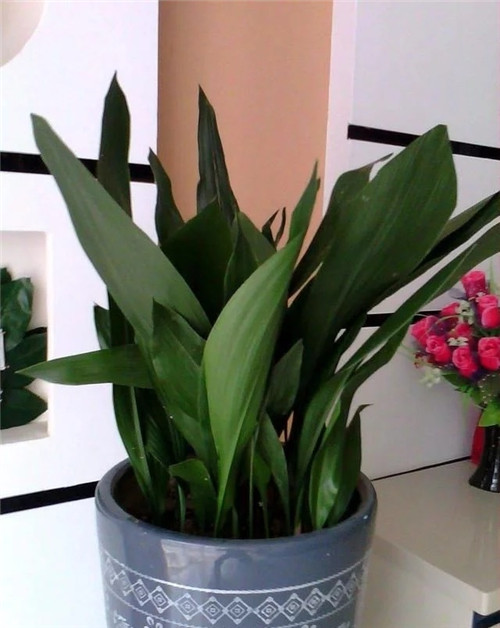 這8種植物是凈化空氣的能手,關(guān)鍵好養(yǎng)活!