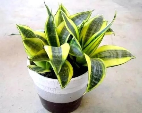 這8種植物是凈化空氣的能手,關(guān)鍵好養(yǎng)活!