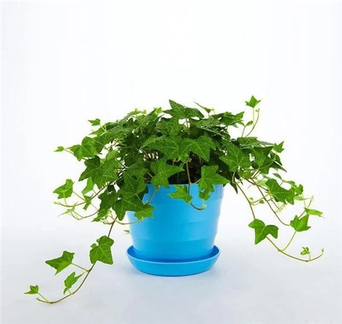 這8種植物是凈化空氣的能手,關(guān)鍵好養(yǎng)活!