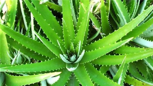 這8種植物是凈化空氣的能手,關(guān)鍵好養(yǎng)活!