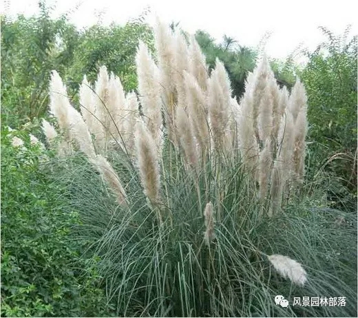 巧妙識別23種景觀設計常用觀賞草