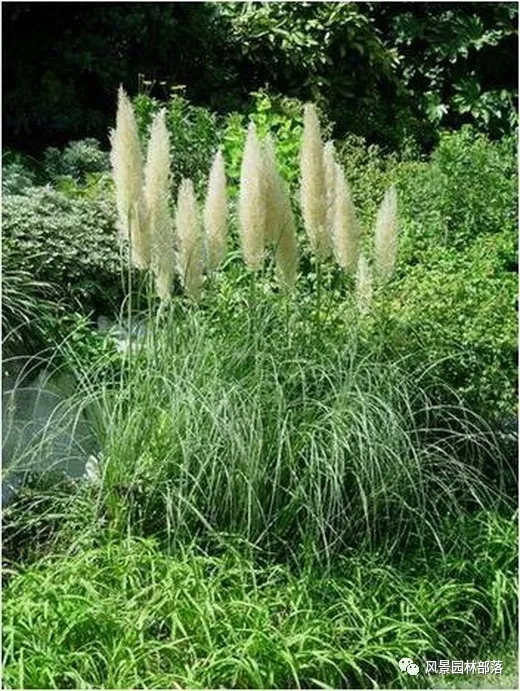 巧妙識別23種景觀設計常用觀賞草